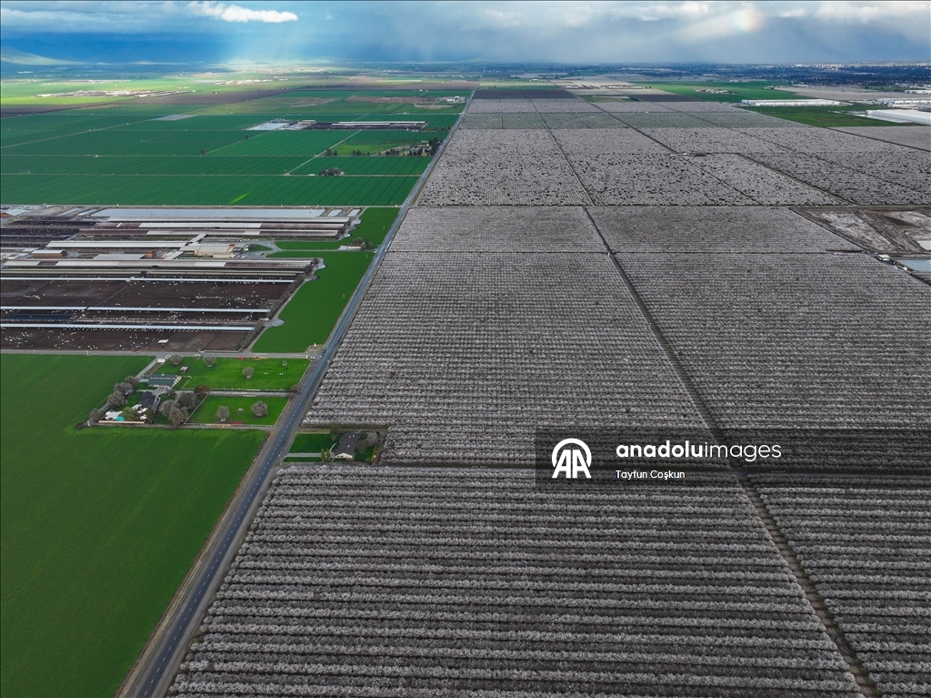 California'da badem ağaçları çiçek açtı