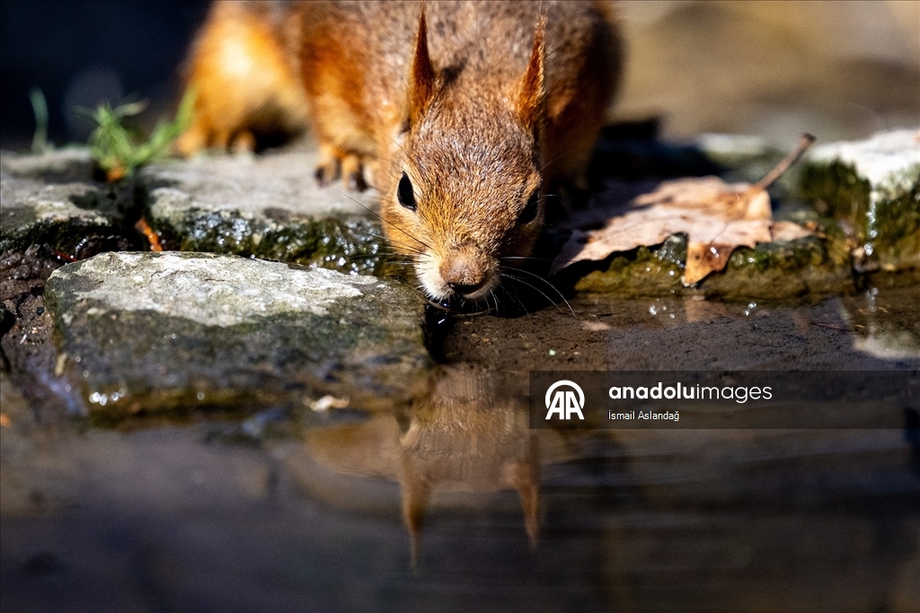 Ankara'da yaban hayatı