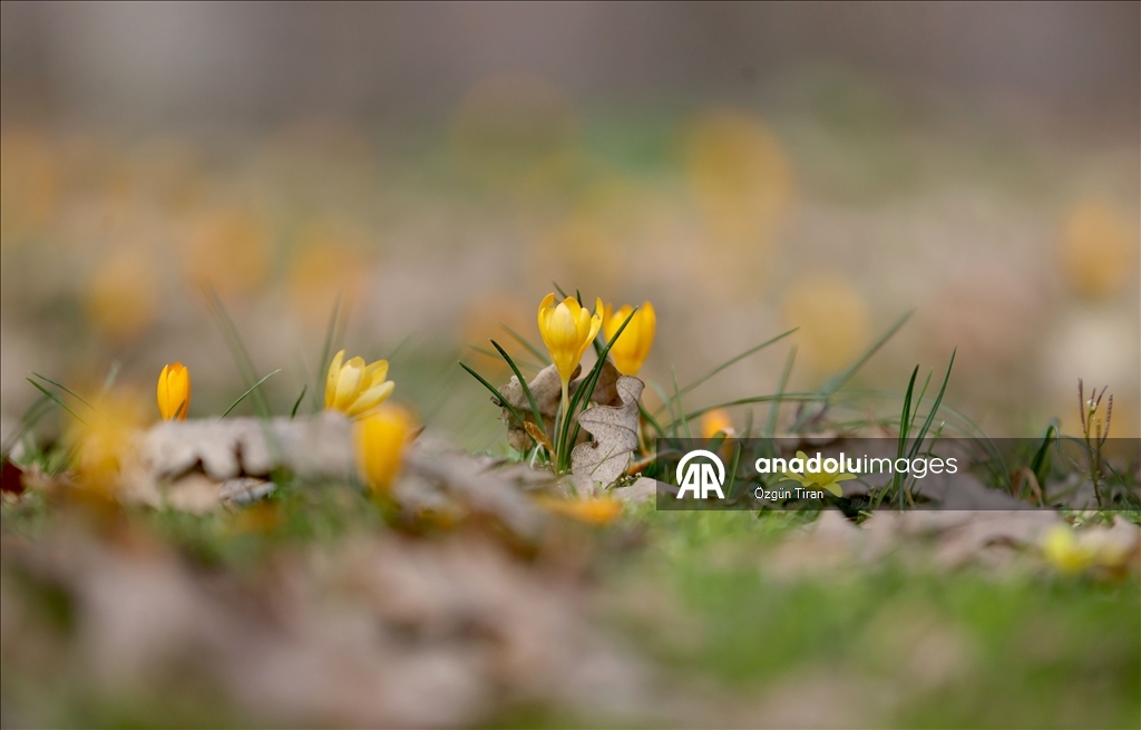 Kırklareli'nde bahar renkleri Istranca ormanlarını süsledi