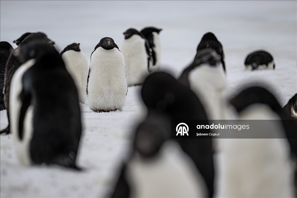 Antarktika’da doğal yaşam, plastik atıklar ve iklim baskısı altında