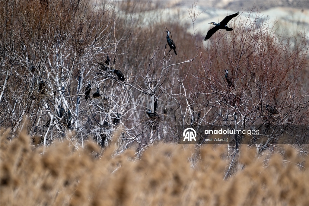 Ankara'da yaban hayatı