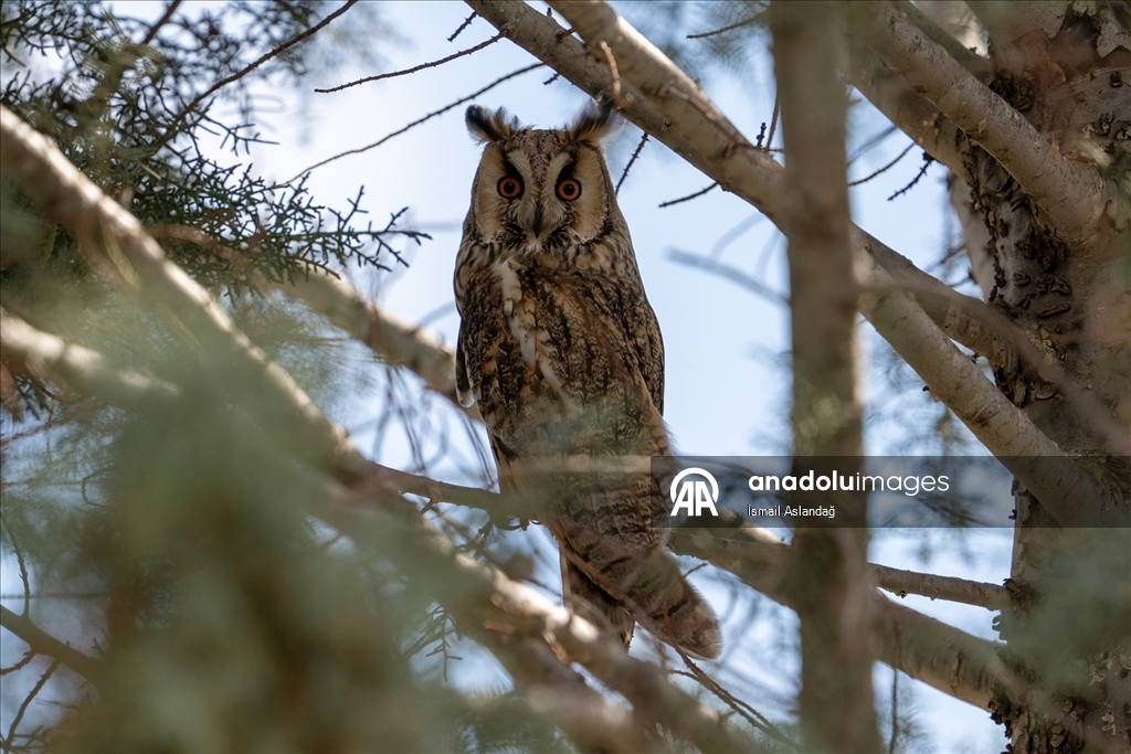 Ankara'da yaban hayatı