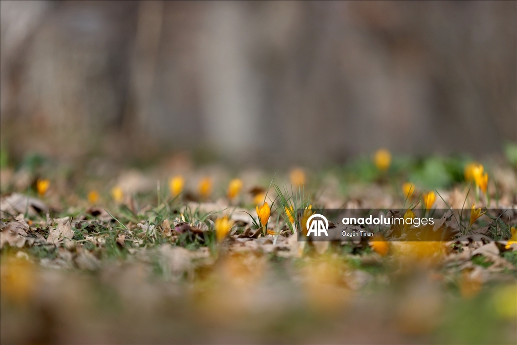 Kırklareli'nde bahar renkleri Istranca ormanlarını süsledi