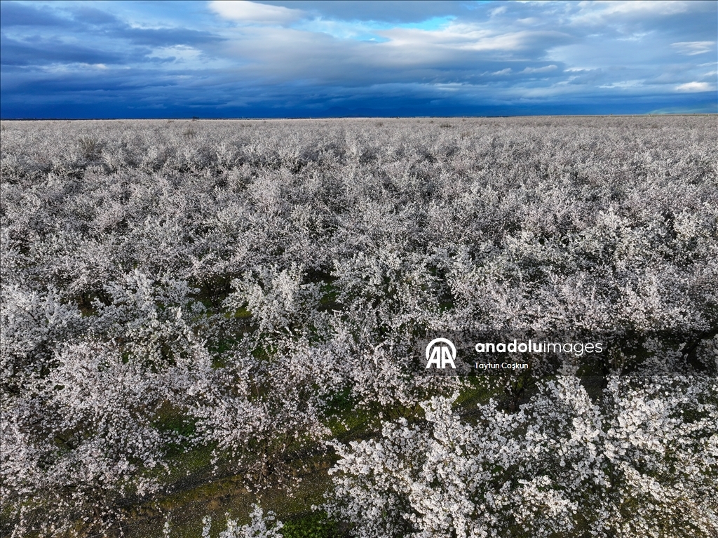 California'da badem ağaçları çiçek açtı