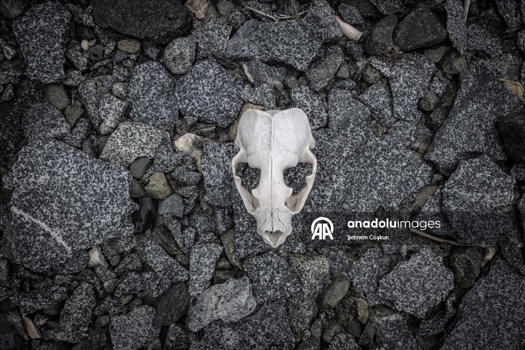 Природа Антарктиды под давлением пластиковых отходов