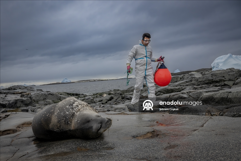 Antarktika’da doğal yaşam, plastik atıklar ve iklim baskısı altında