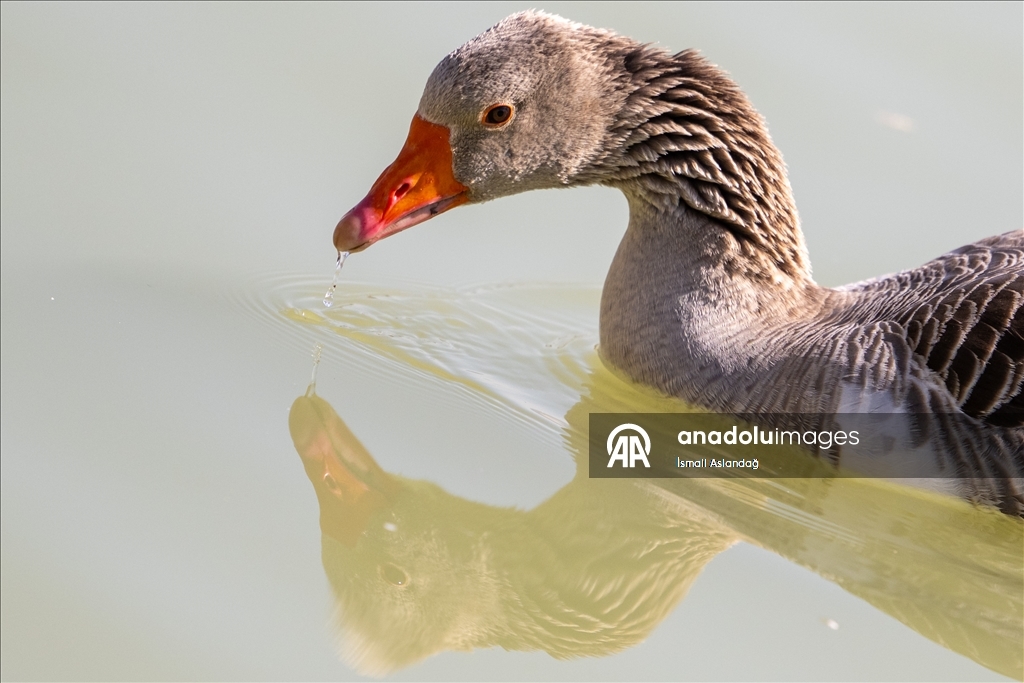 Дикая природа в Анкаре