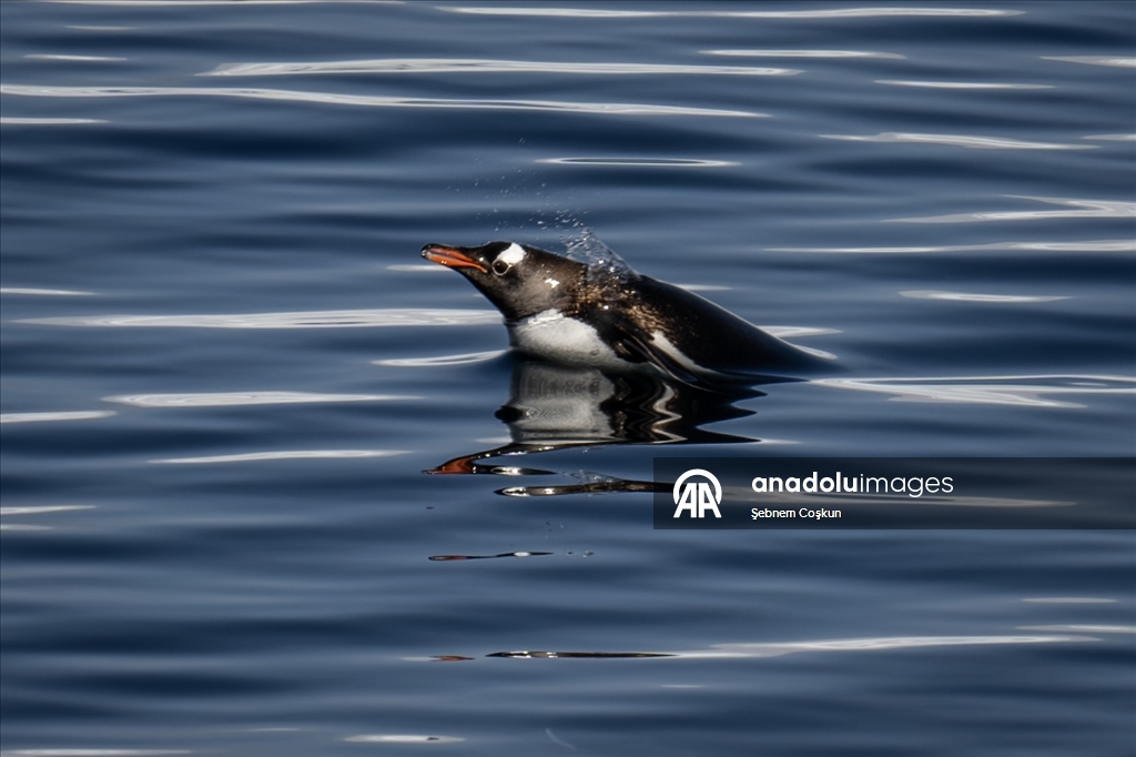 Antarktika’da doğal yaşam, plastik atıklar ve iklim baskısı altında