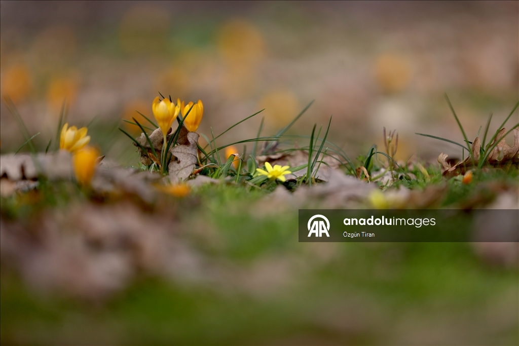 (YERELE) Kırklareli'nde bahar renkleri Istranca ormanlarını süsledi