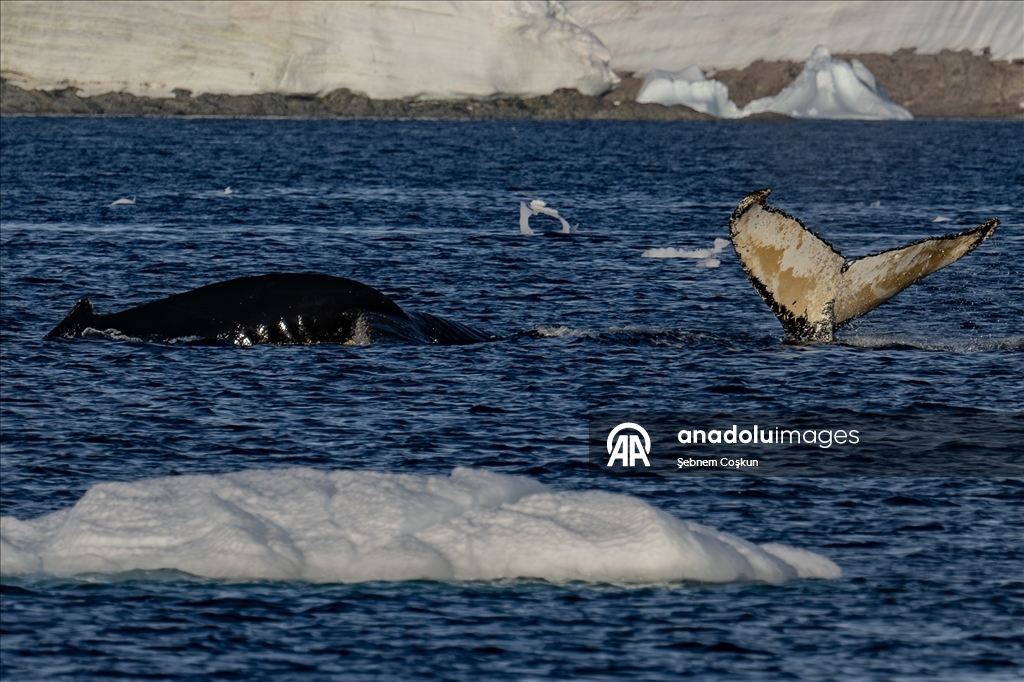 Antarktika’da doğal yaşam, plastik atıklar ve iklim baskısı altında