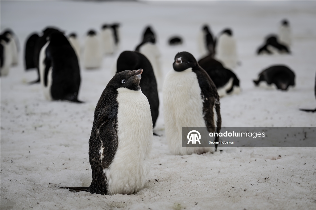 Antarktika’da doğal yaşam, plastik atıklar ve iklim baskısı altında