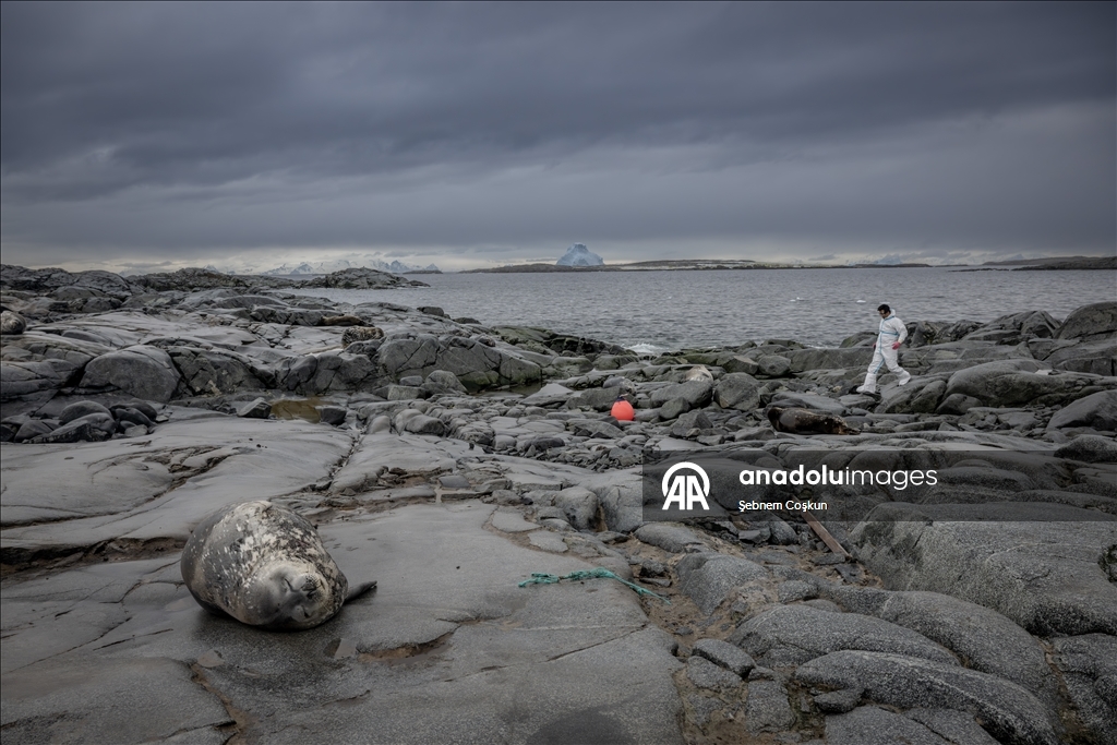 Природа Антарктиды под давлением пластиковых отходов