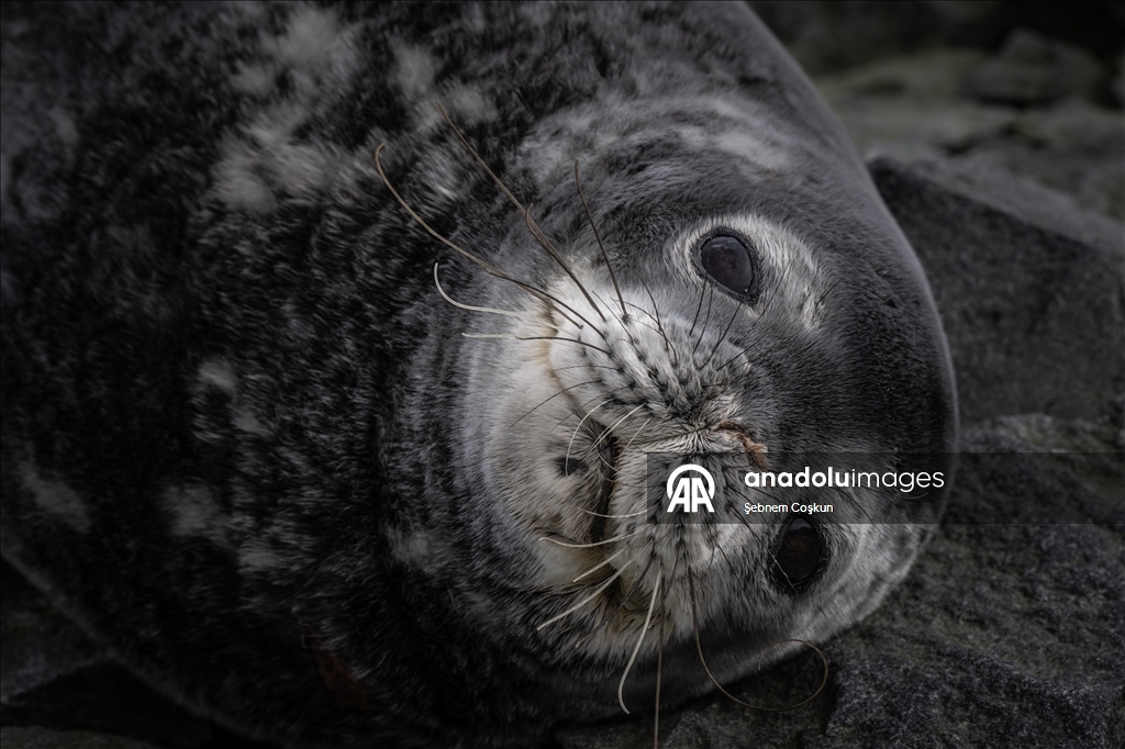 Antarktika’da doğal yaşam, plastik atıklar ve iklim baskısı altında