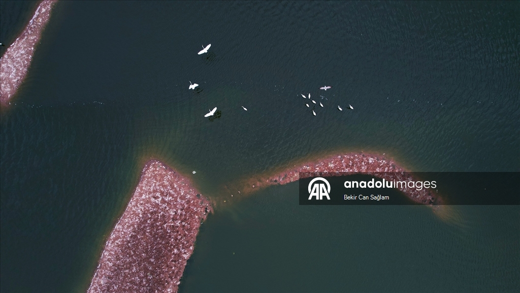 Kabaklı Göleti’nde yağışlarla su seviyesi yükseldi, kuşlar geri döndü