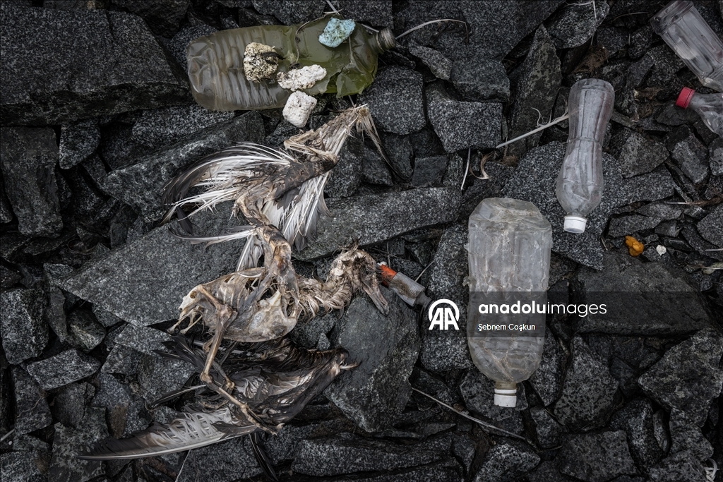 Antarktika’da doğal yaşam, plastik atıklar ve iklim baskısı altında