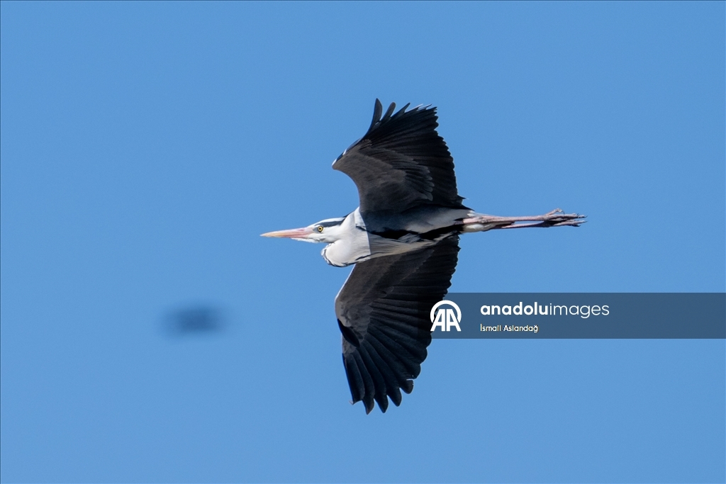 Дикая природа в Анкаре