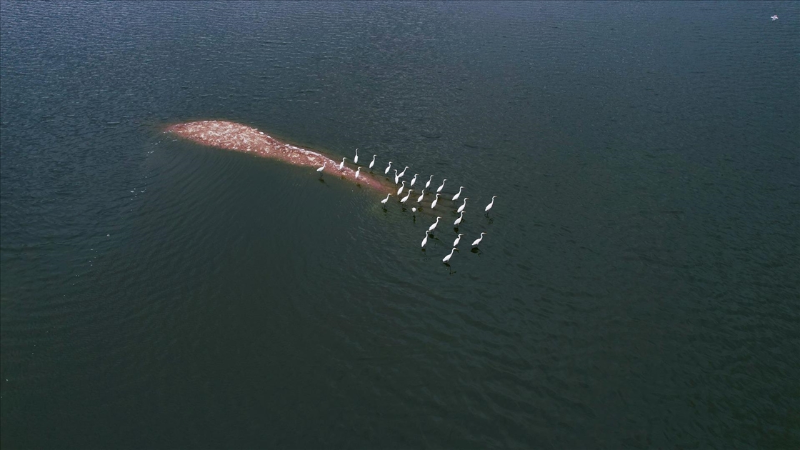 Kabaklı Göleti’nde yağışlarla su seviyesi yükseldi, kuşlar geri döndü