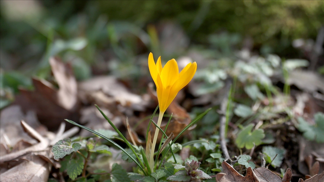 Kırklareli'nde bahar renkleri Istranca ormanlarını süsledi