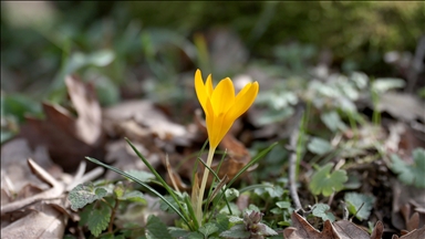 Kırklareli'nde bahar renkleri Istranca ormanlarını süsledi