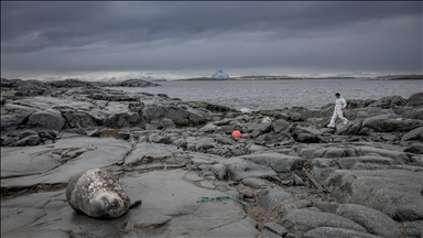 Antarktika’da doğal yaşam, plastik atıklar ve iklim baskısı altında