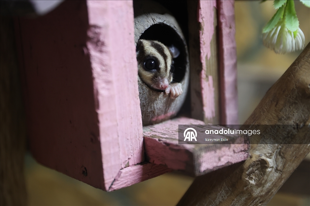 El konulan 33 şeker planörüne doğal yaşam parkında özenle bakılıyor