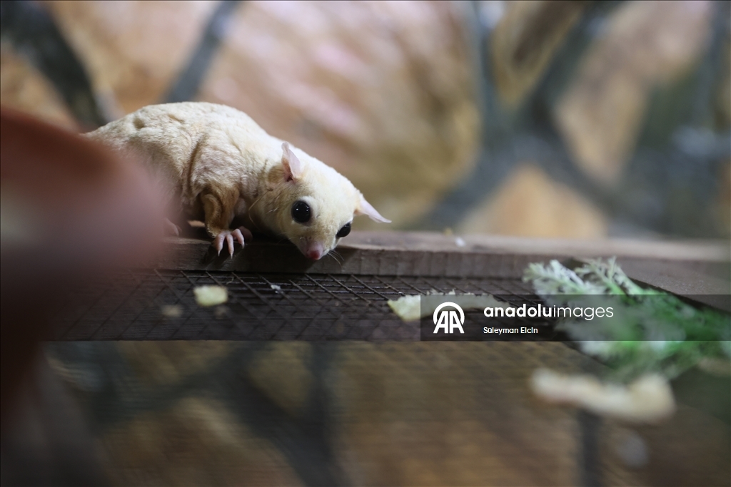 El konulan 33 şeker planörüne doğal yaşam parkında özenle bakılıyor