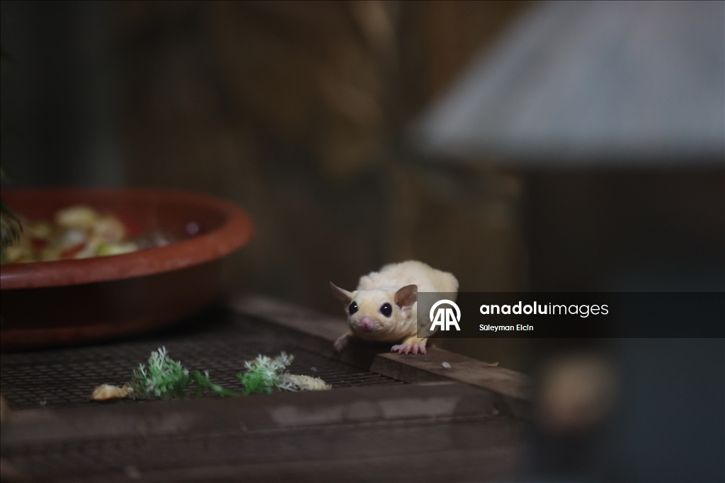 El konulan 33 şeker planörüne doğal yaşam parkında özenle bakılıyor