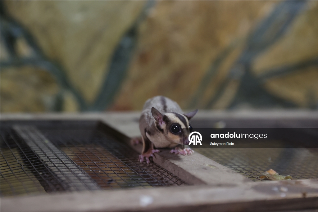 El konulan 33 şeker planörüne doğal yaşam parkında özenle bakılıyor