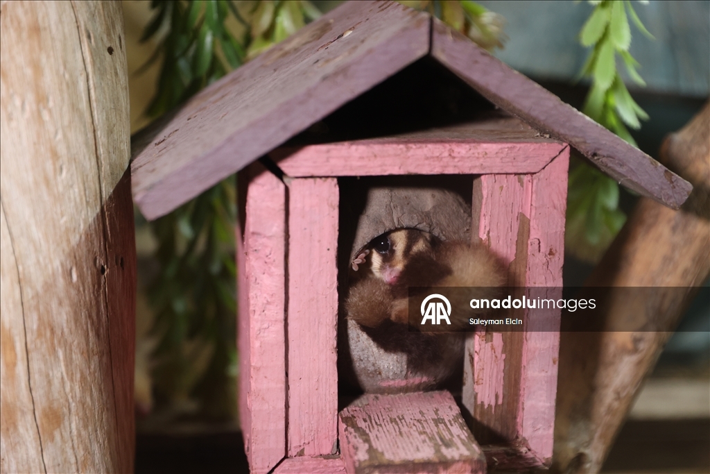El konulan 33 şeker planörüne doğal yaşam parkında özenle bakılıyor