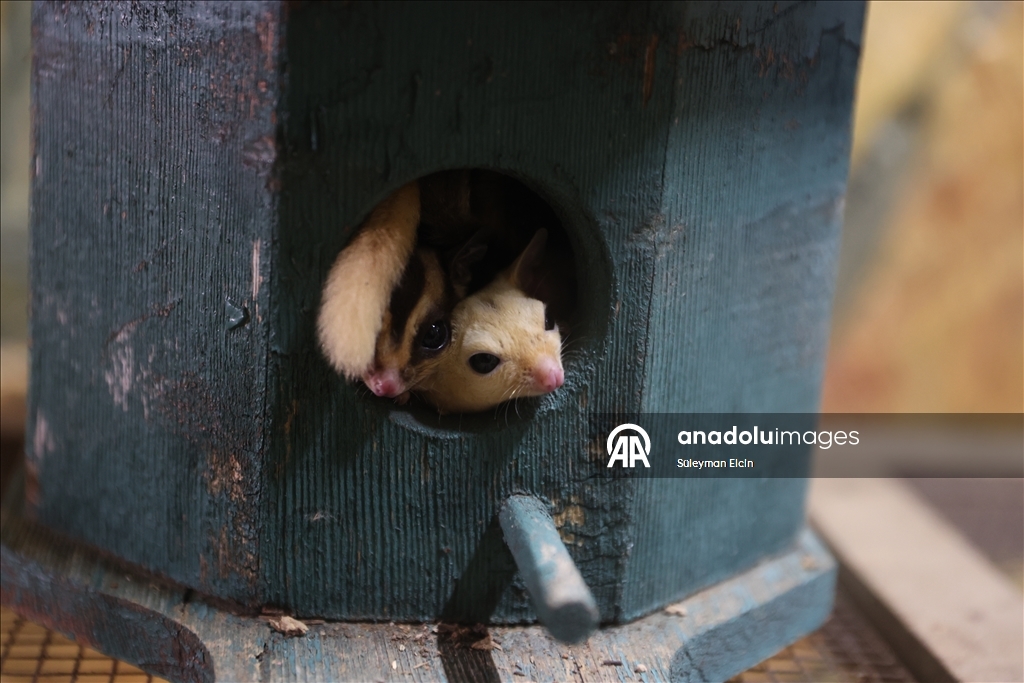 El konulan 33 şeker planörüne doğal yaşam parkında özenle bakılıyor