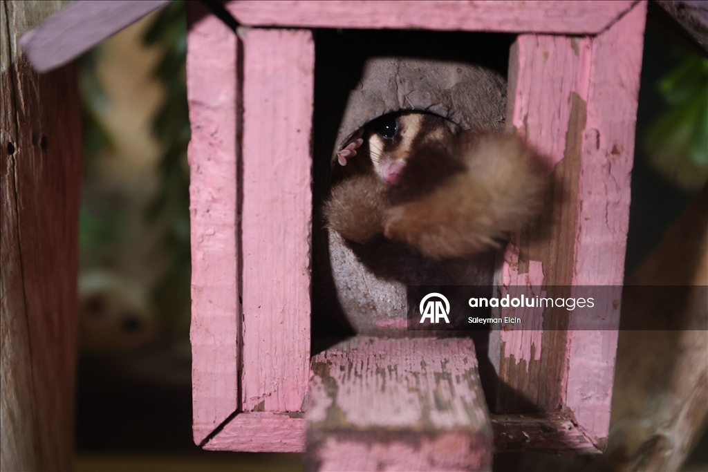 El konulan 33 şeker planörüne doğal yaşam parkında özenle bakılıyor