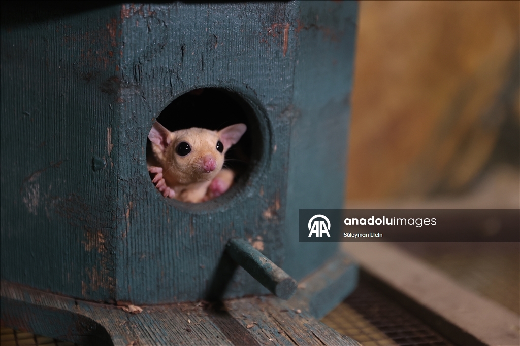 El konulan 33 şeker planörüne doğal yaşam parkında özenle bakılıyor