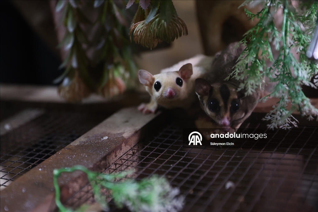 El konulan 33 şeker planörüne doğal yaşam parkında özenle bakılıyor