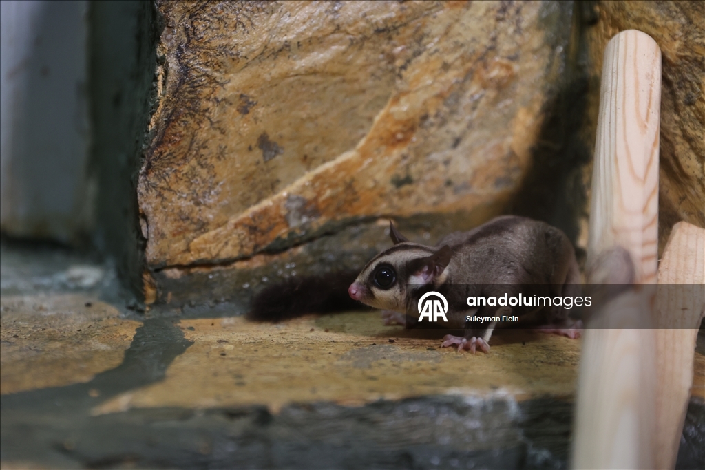 El konulan 33 şeker planörüne doğal yaşam parkında özenle bakılıyor