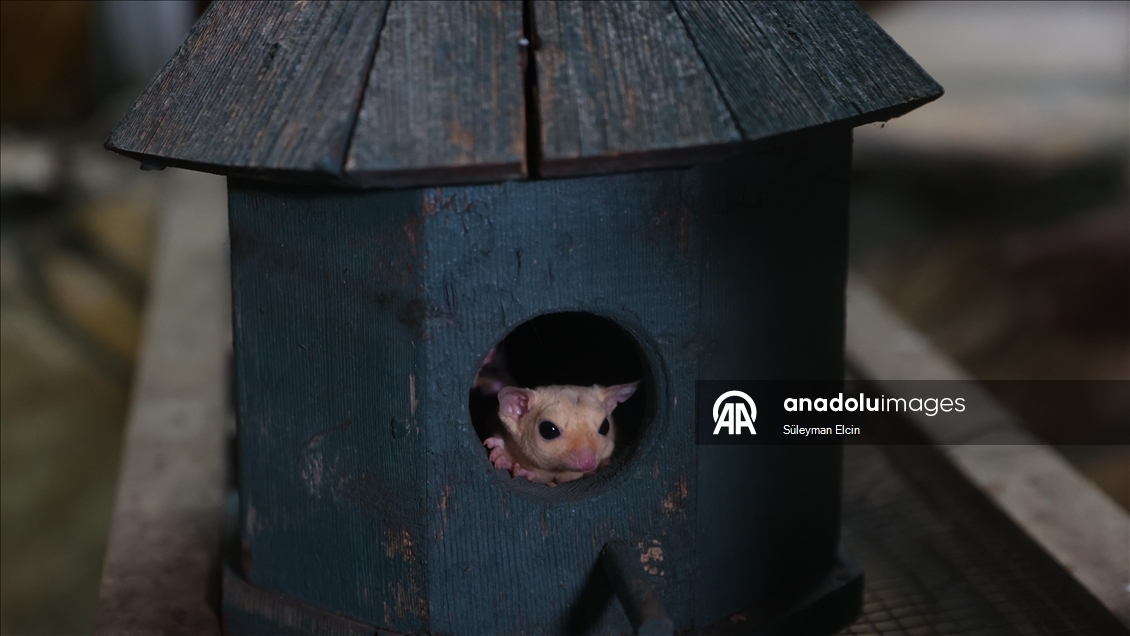 El konulan 33 şeker planörüne doğal yaşam parkında özenle bakılıyor