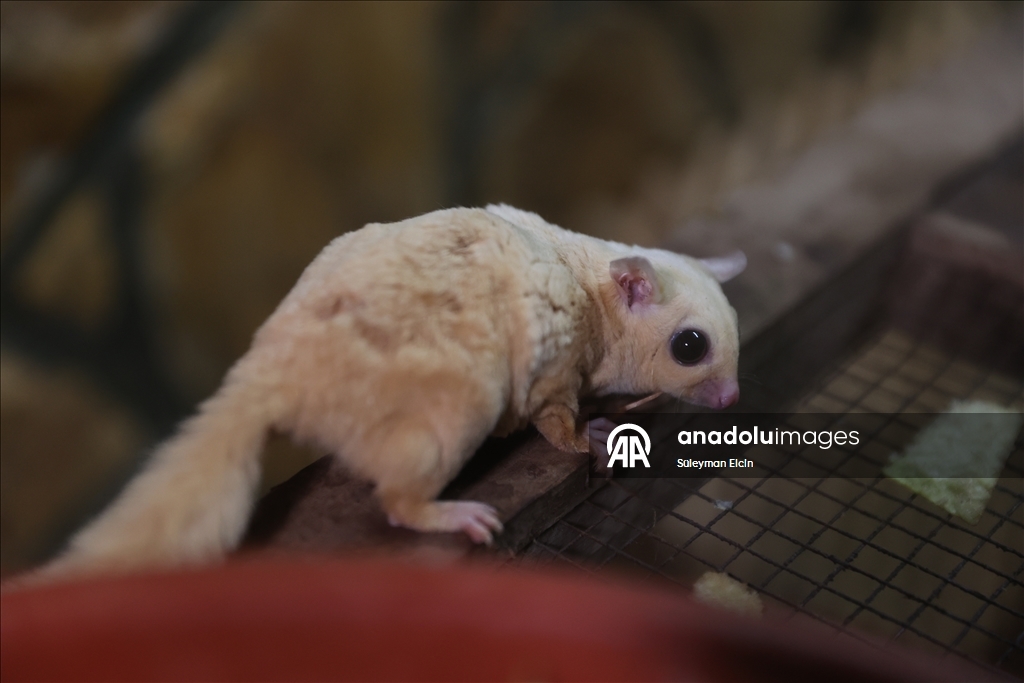 El konulan 33 şeker planörüne doğal yaşam parkında özenle bakılıyor