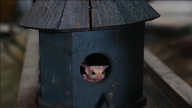 El konulan 33 şeker planörüne doğal yaşam parkında özenle bakılıyor