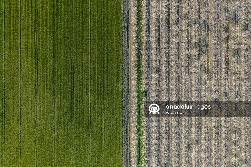 Hatay’da meyve ağaçları çiçek açtı