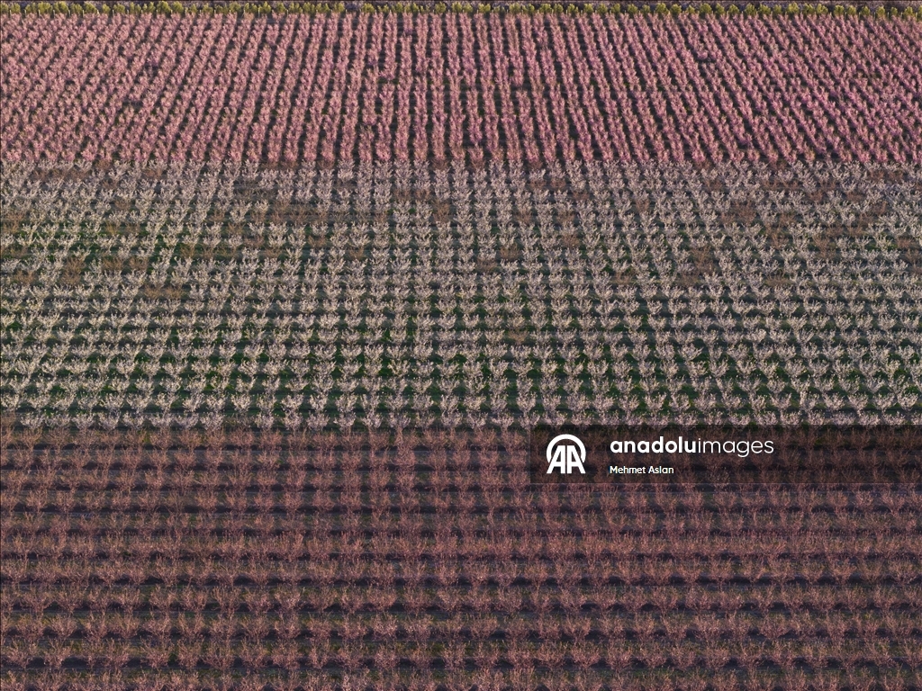 Hatay’da meyve ağaçları çiçek açtı
