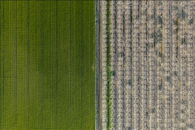 Hatay’da meyve ağaçları çiçek açtı