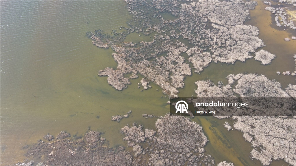 Son yağışlarla su seviyesi yükselen Bafa Gölü'nde balık çoğaldı