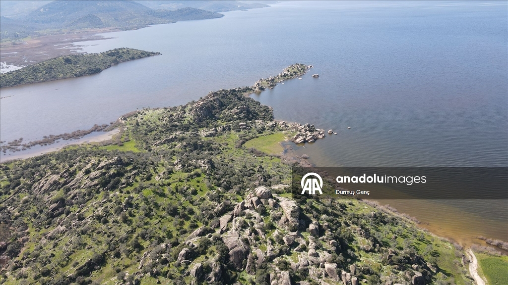 Son yağışlarla su seviyesi yükselen Bafa Gölü'nde balık çoğaldı