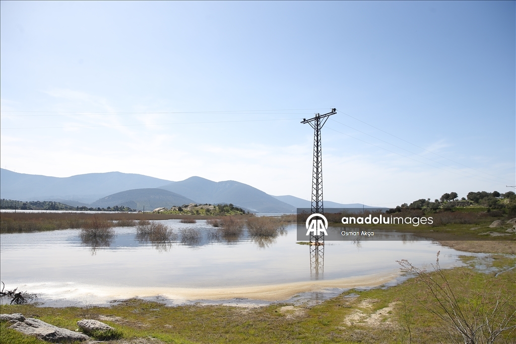 Son yağışlarla su seviyesi yükselen Bafa Gölü'nde balık çoğaldı
