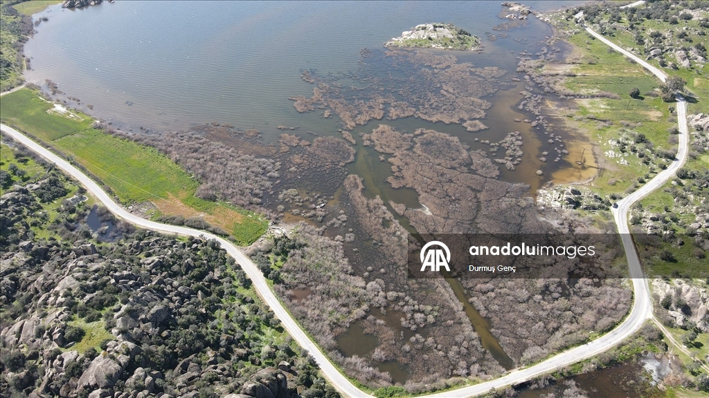 Son yağışlarla su seviyesi yükselen Bafa Gölü'nde balık çoğaldı