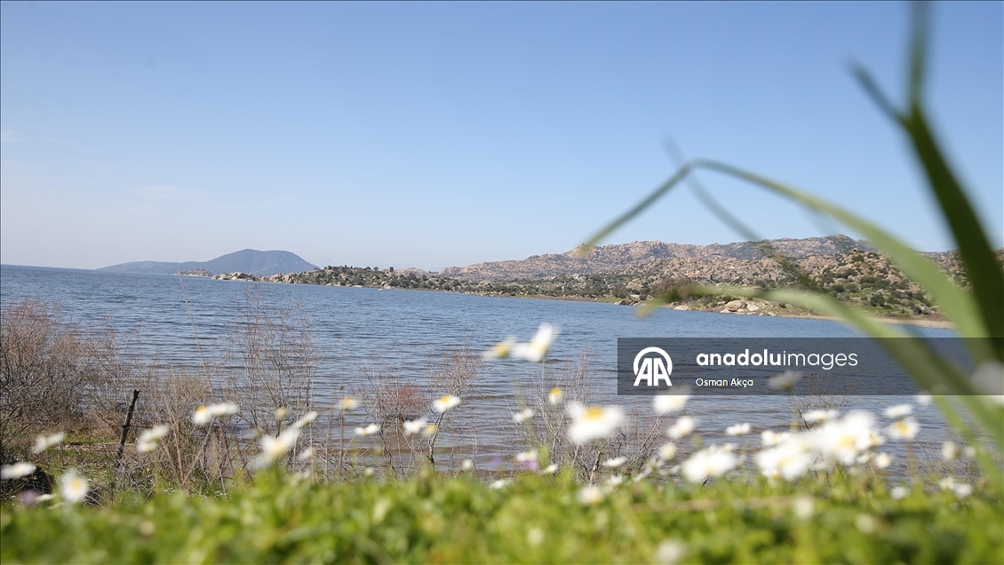 Son yağışlarla su seviyesi yükselen Bafa Gölü'nde balık çoğaldı