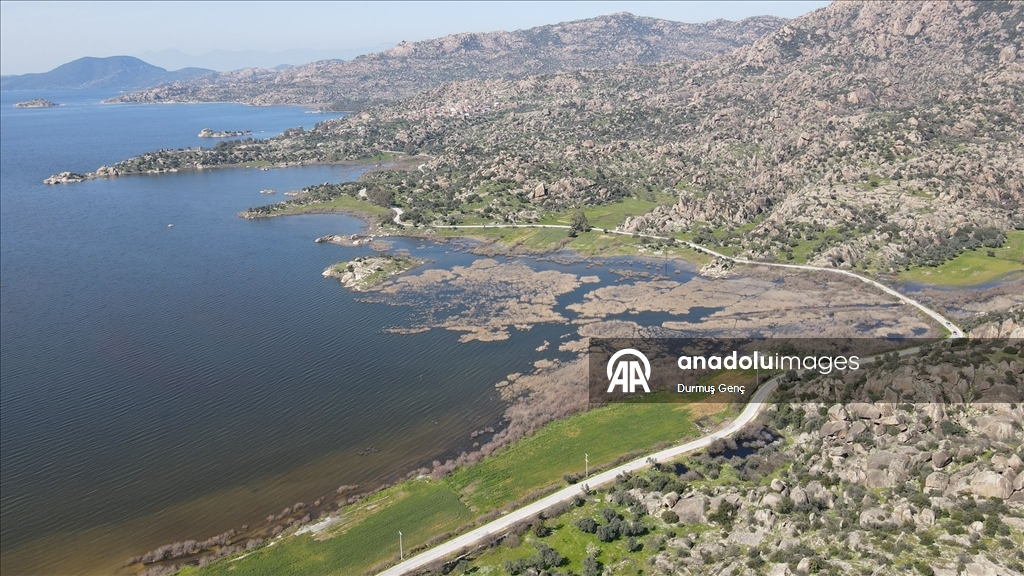 Son yağışlarla su seviyesi yükselen Bafa Gölü'nde balık çoğaldı