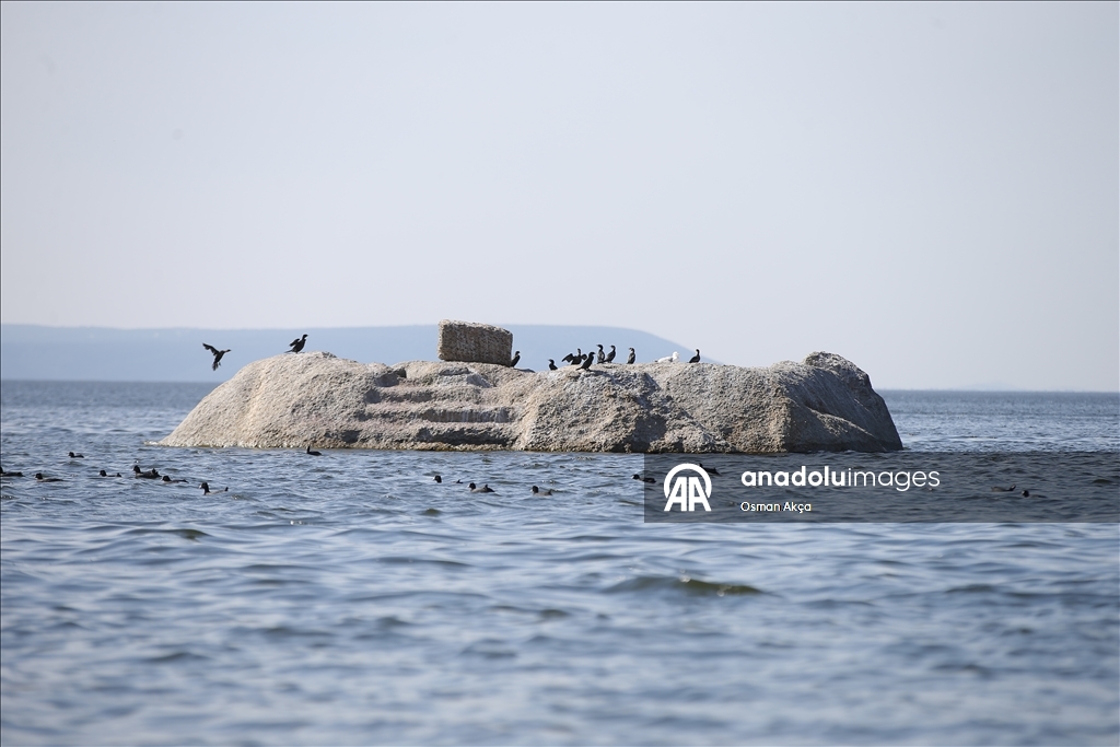 Son yağışlarla su seviyesi yükselen Bafa Gölü'nde balık çoğaldı