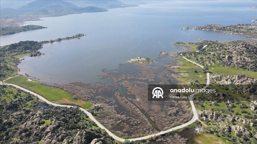 Son yağışlarla su seviyesi yükselen Bafa Gölü'nde balık çoğaldı