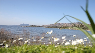 Son yağışlarla su seviyesi yükselen Bafa Gölü'nde balık çoğaldı
