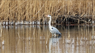 Havaların ısındığı Ağrı Dağı eteklerine göçmen kuşlar gelmeye başladı